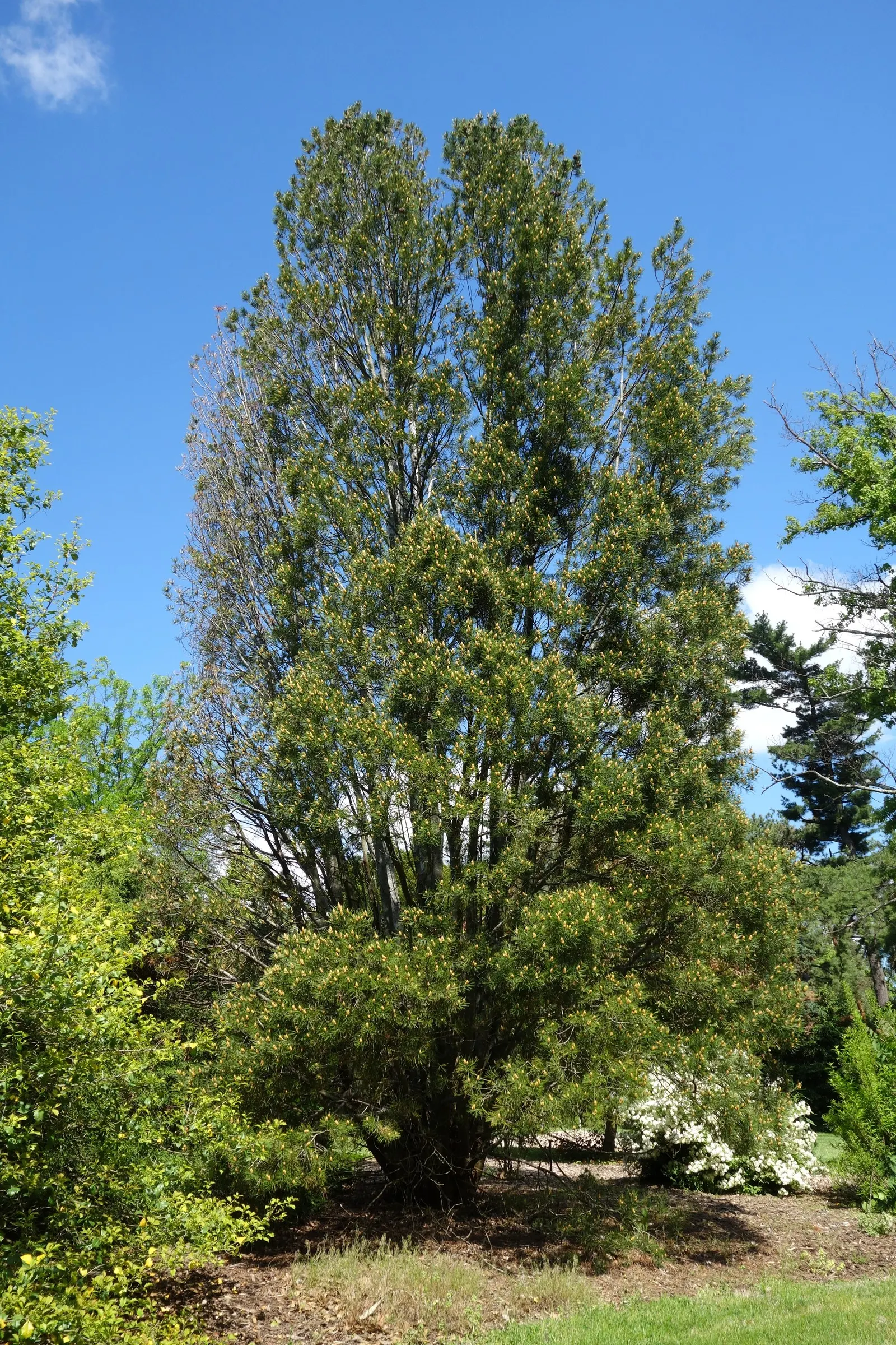 Lacebark (Brachychiton Discolor) — marked by red inner stripes - providing a striking contrast against the foliage