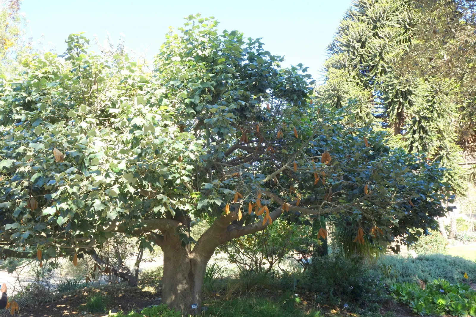 Lacebark (Brachychiton Discolor) — scientifically referred to as Brachychiton discolor; attracting pollinators to the garden.<br><br>Following its, image 91