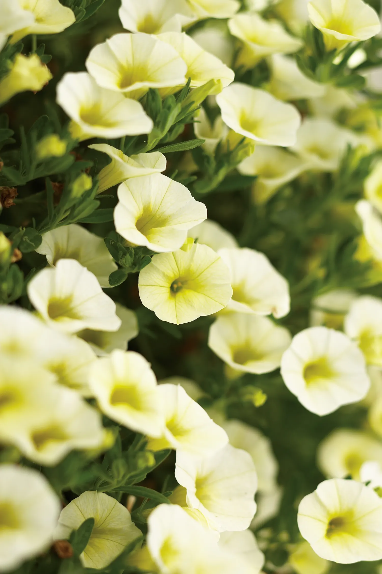 Yellow Chiffon™ Calibrachoa — Soft yellow blooms cover this mounding trailing calibrachoa plant; they will do best if fertilized on a regular basis