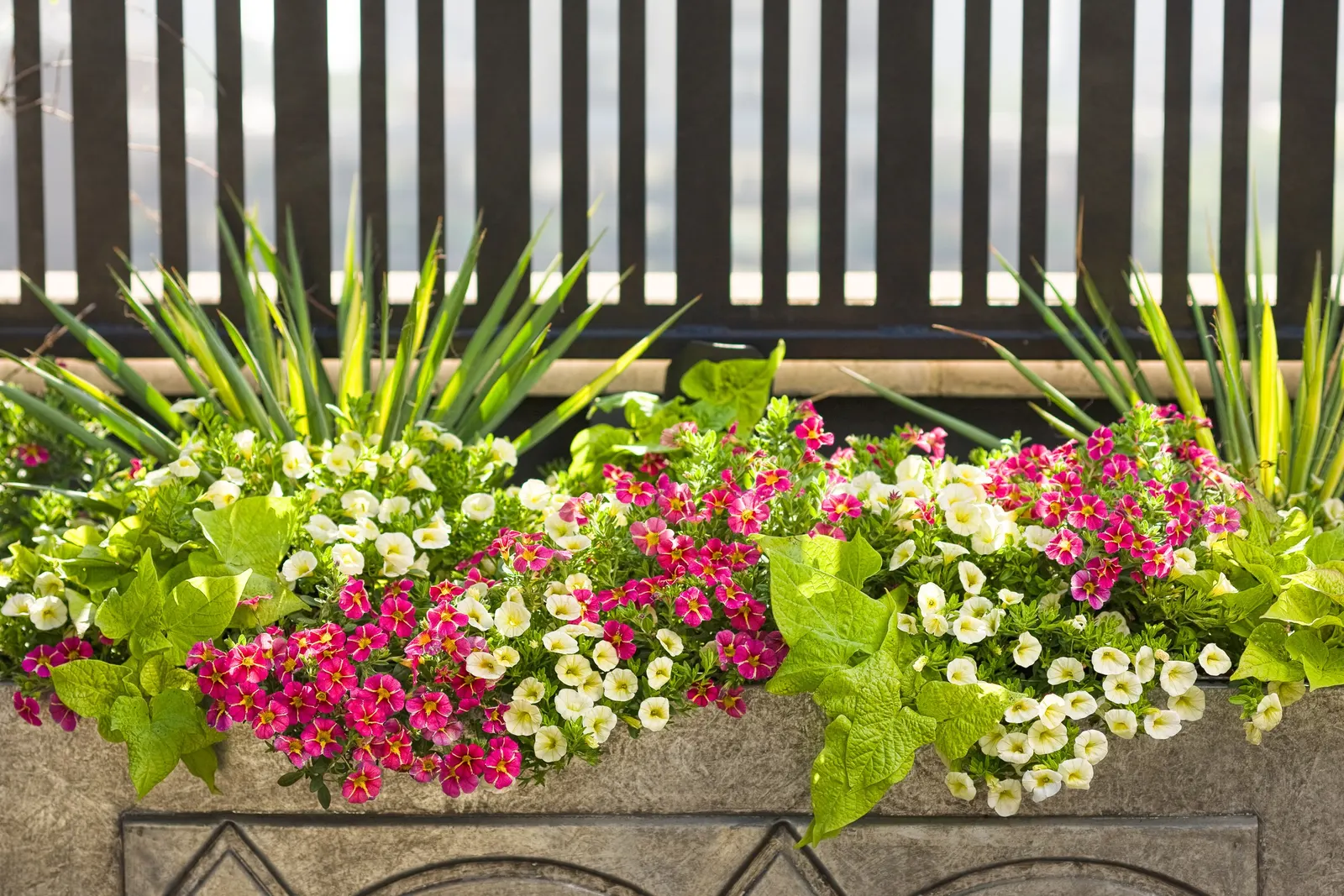 Yellow Chiffon™ Calibrachoa — Grab a sharp pair of scissors or pruning shears and give the plants an all over trim