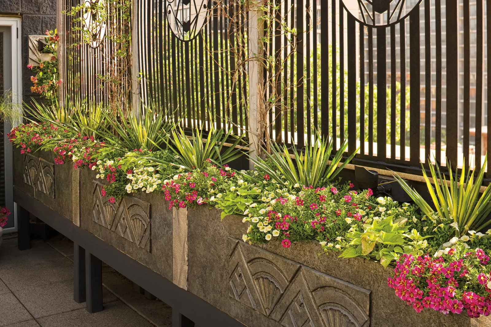 Cherry Star Calibrachoa — Proven Winners - Superbells® Cherry Star - Calibrachoa red cherry red with a yellow star plant details