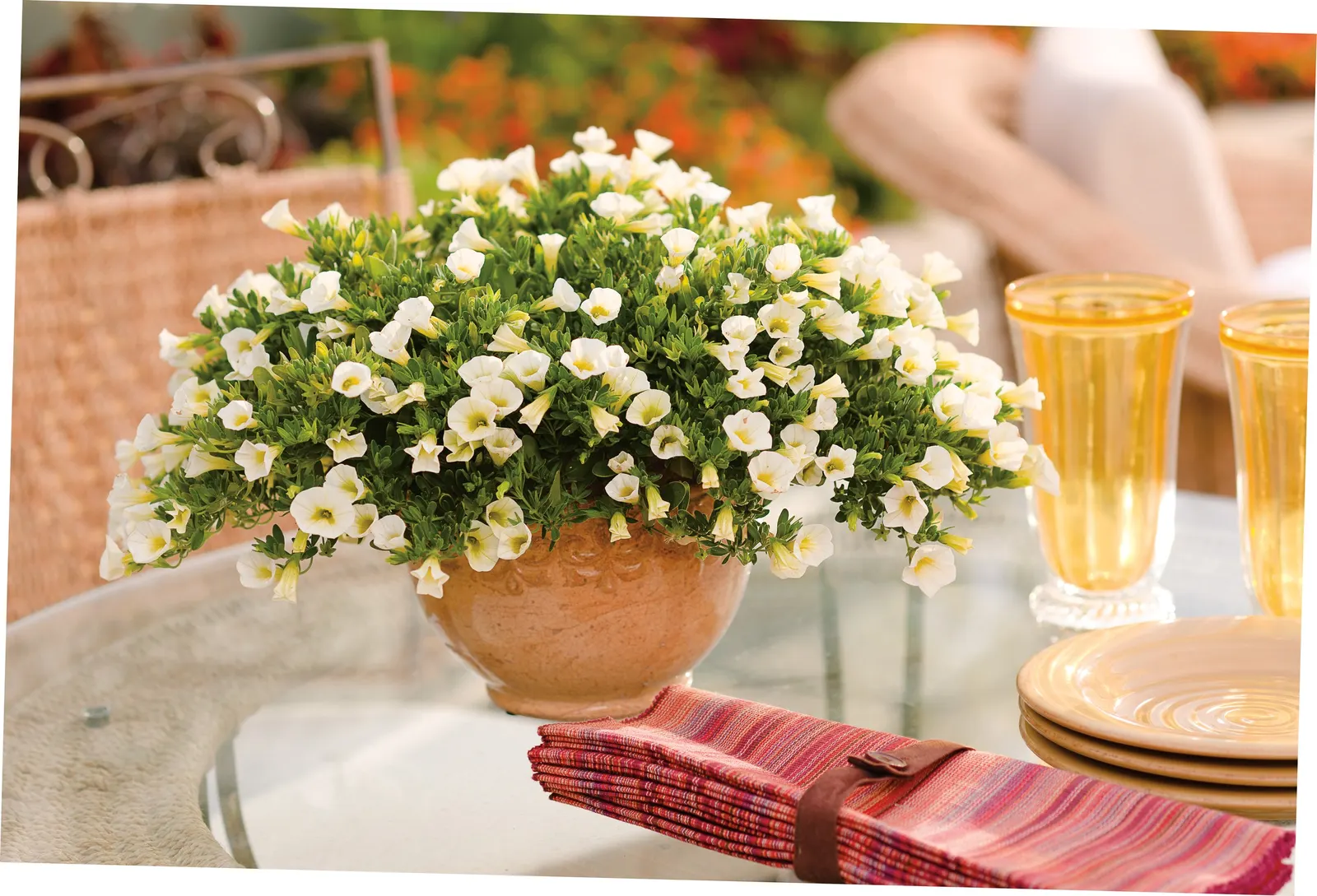 Yellow Chiffon™ Calibrachoa — Or use our Proven Winners Water Soluble fertilizer, which has the chelated iron
