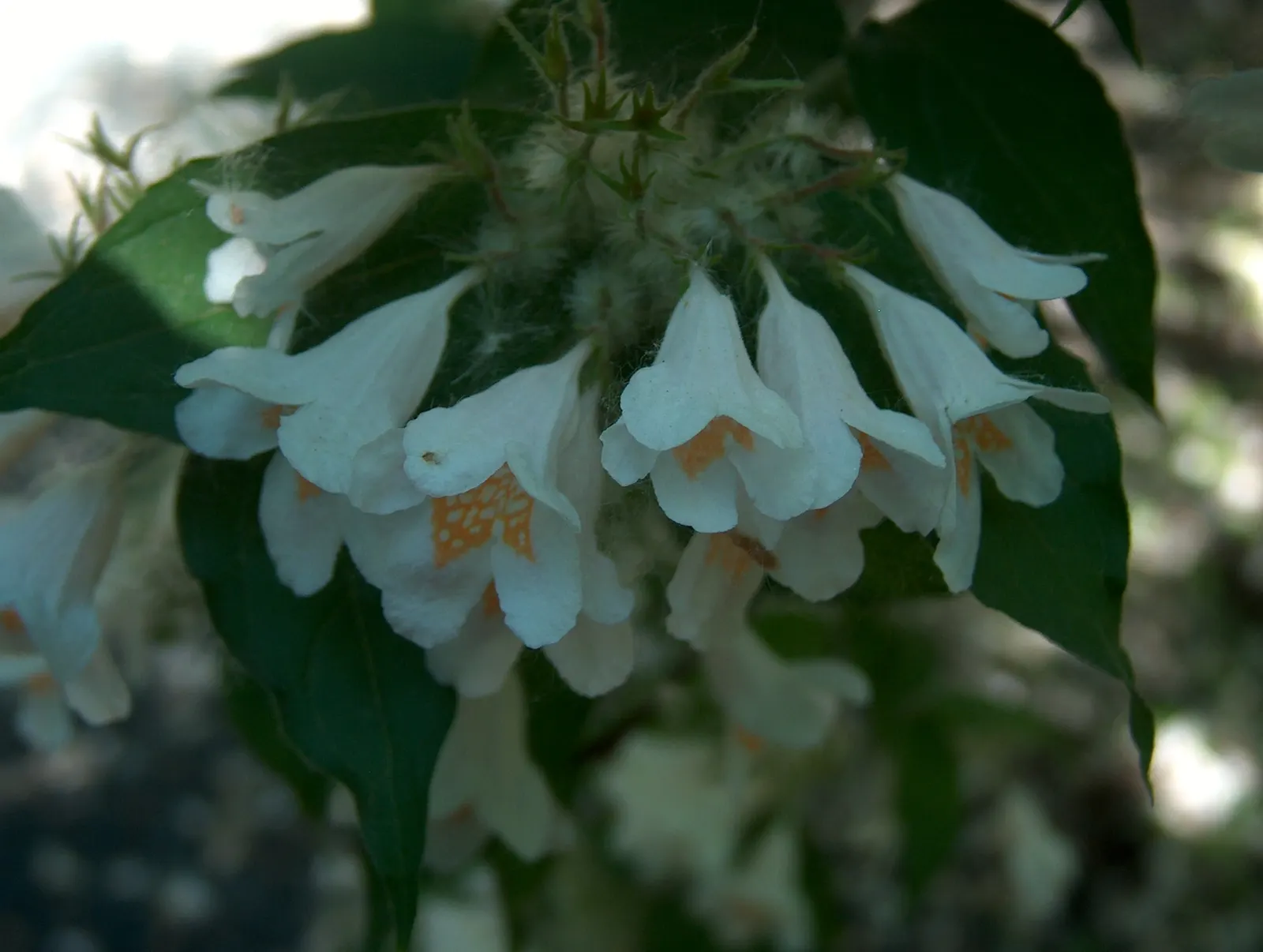 Beauty Bush (Kolkwitzia Amabilis) — Maintenance is minimal, with post-flowering pruning to encourage shape; multi-colored and pink and white flowers in the