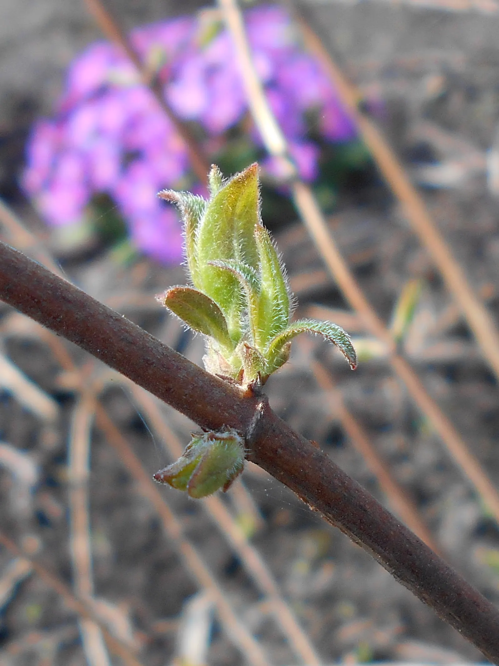 Beauty Bush (Kolkwitzia Amabilis) — This arching plant prefers well-drained soil and full sun to partial shade; capsule-like fruit that provides, image 111