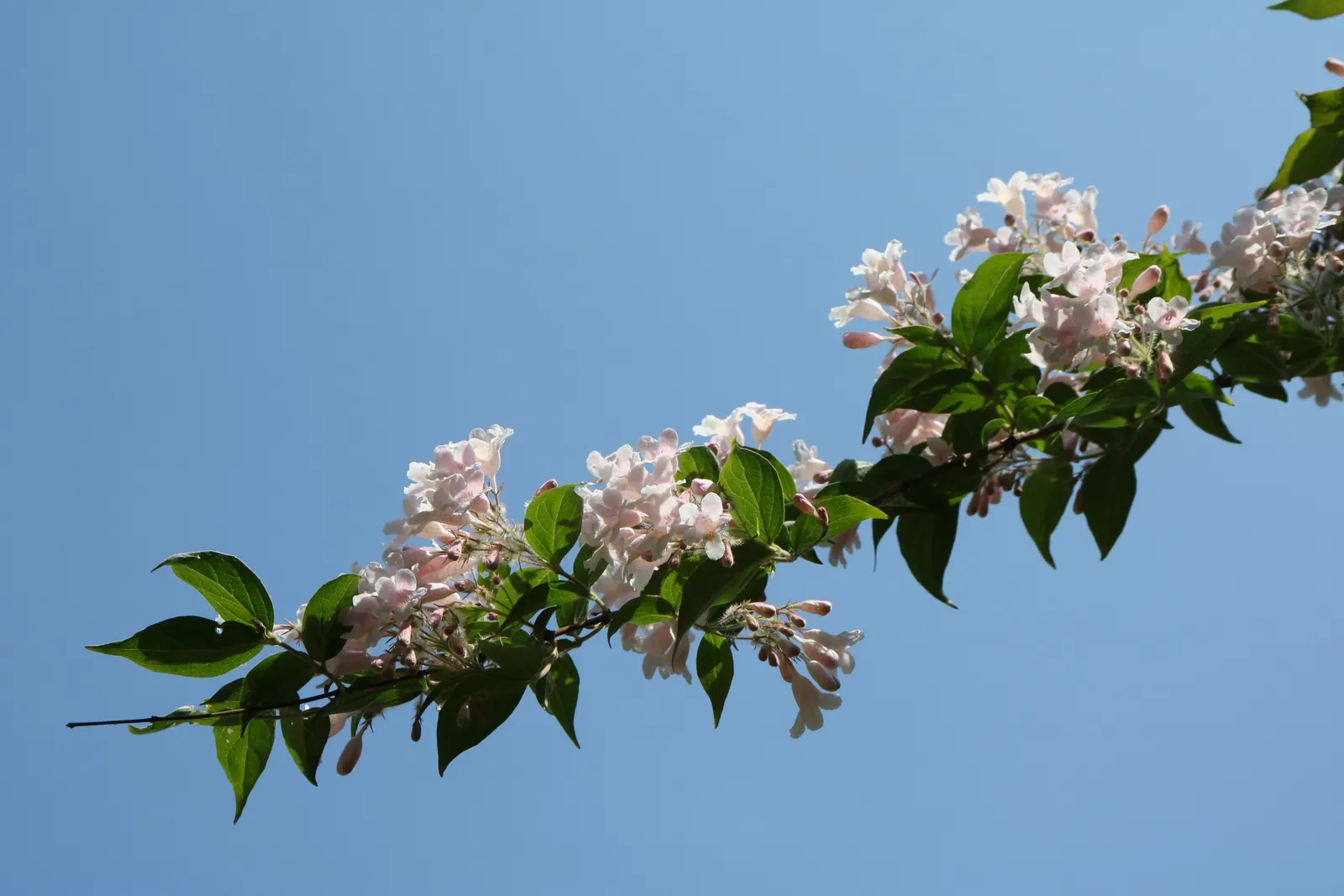 Beauty Bush (Kolkwitzia Amabilis) — With a preference for full sun to light shade; kolkwitzia amabilis functions well as a specimen plant, image 73