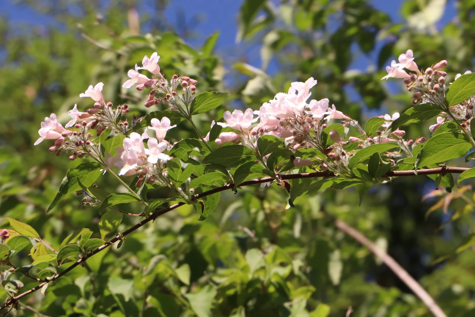 Beauty Bush (Kolkwitzia Amabilis) — which may grow up to 3 inches long; shrub for full or half, image 66