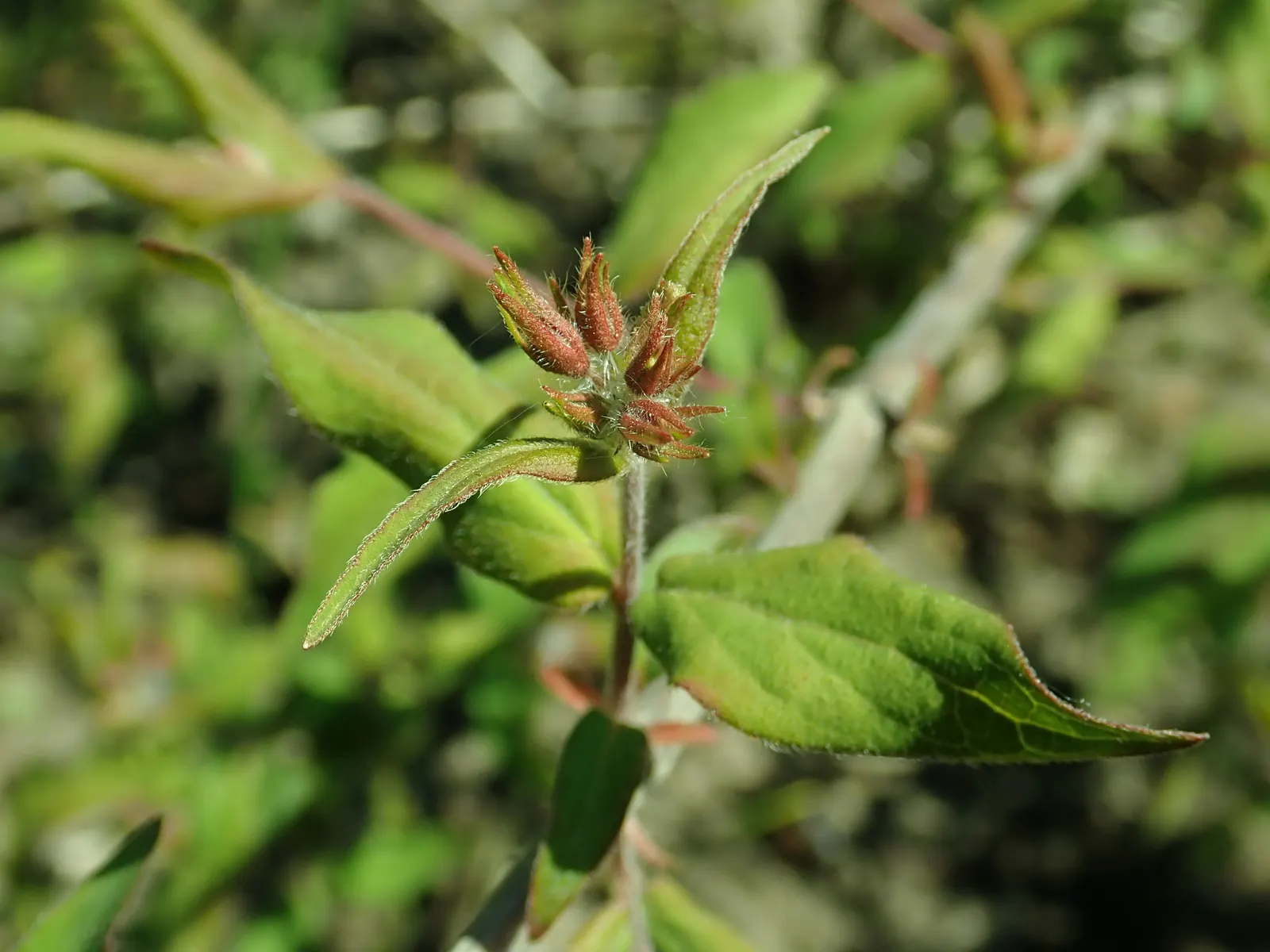Beauty Bush (Kolkwitzia Amabilis) — shrub with multi-colored and pink and white blooms; textured display with its peeling, image 107