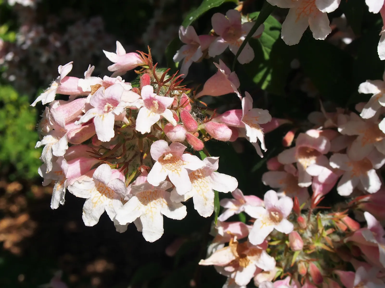 Beauty Bush (Kolkwitzia Amabilis) — vase-like silhouette that can contribute to a graceful layering in landscape design; scientifically named, image 63