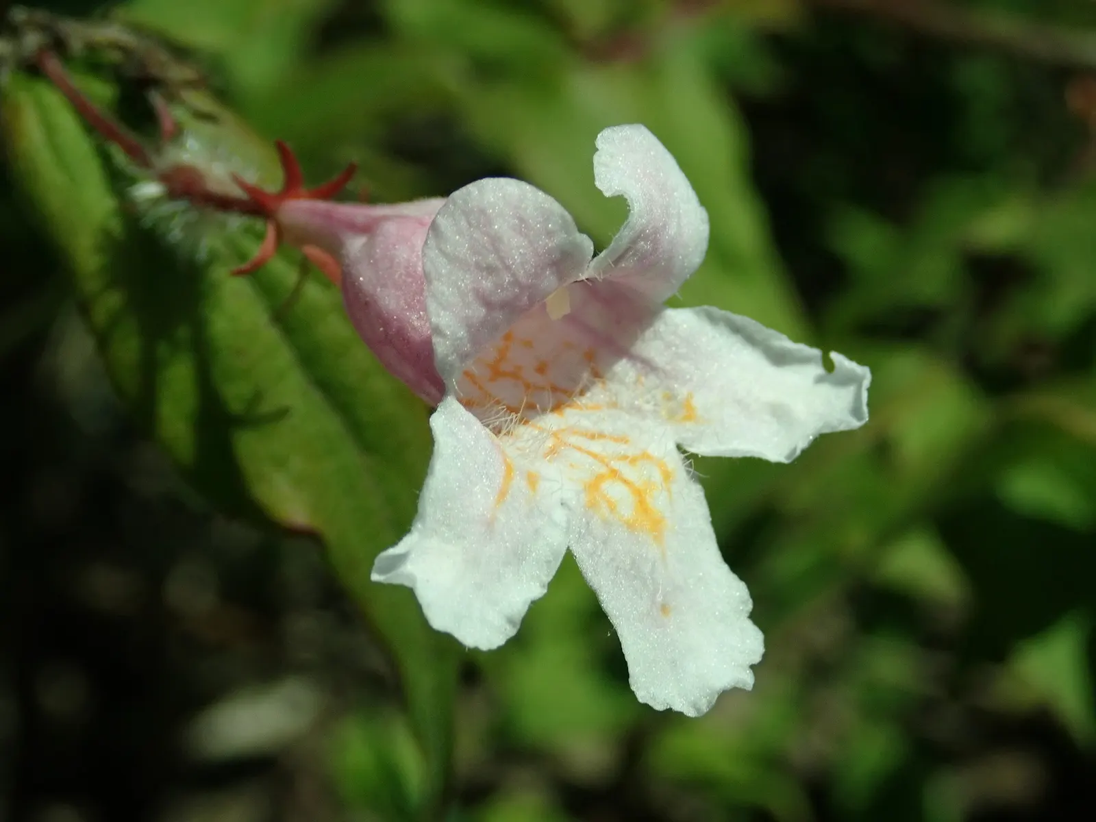 Beauty Bush (Kolkwitzia Amabilis) — capsule-like fruit that provides autumn interest; making them an eye-catching feature.<br><br>Post-floraison, image 99