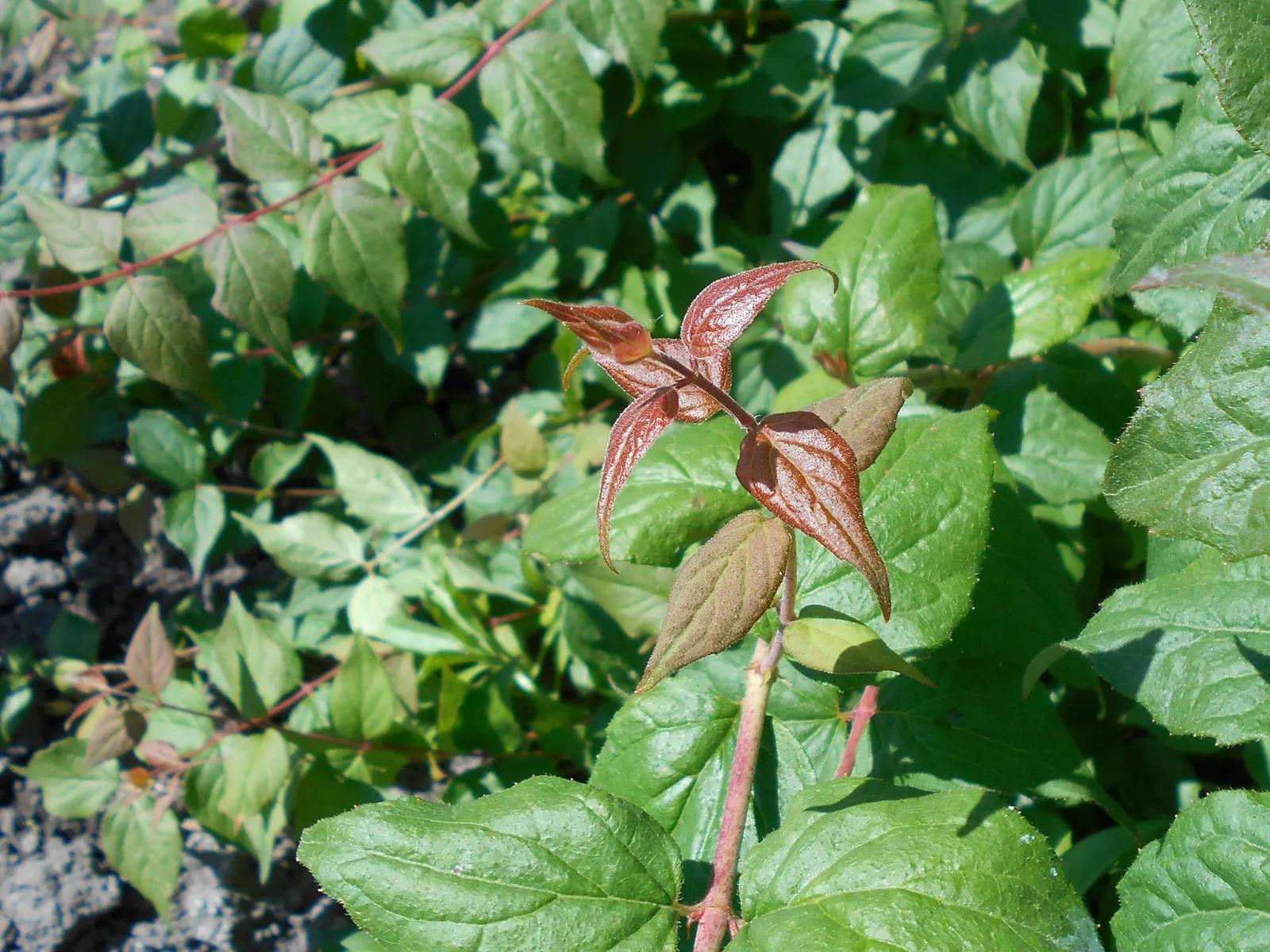 Beauty Bush (Kolkwitzia Amabilis) — This arching plant prefers well-drained soil and full sun to partial shade; capsule-like fruit that provides, image 57