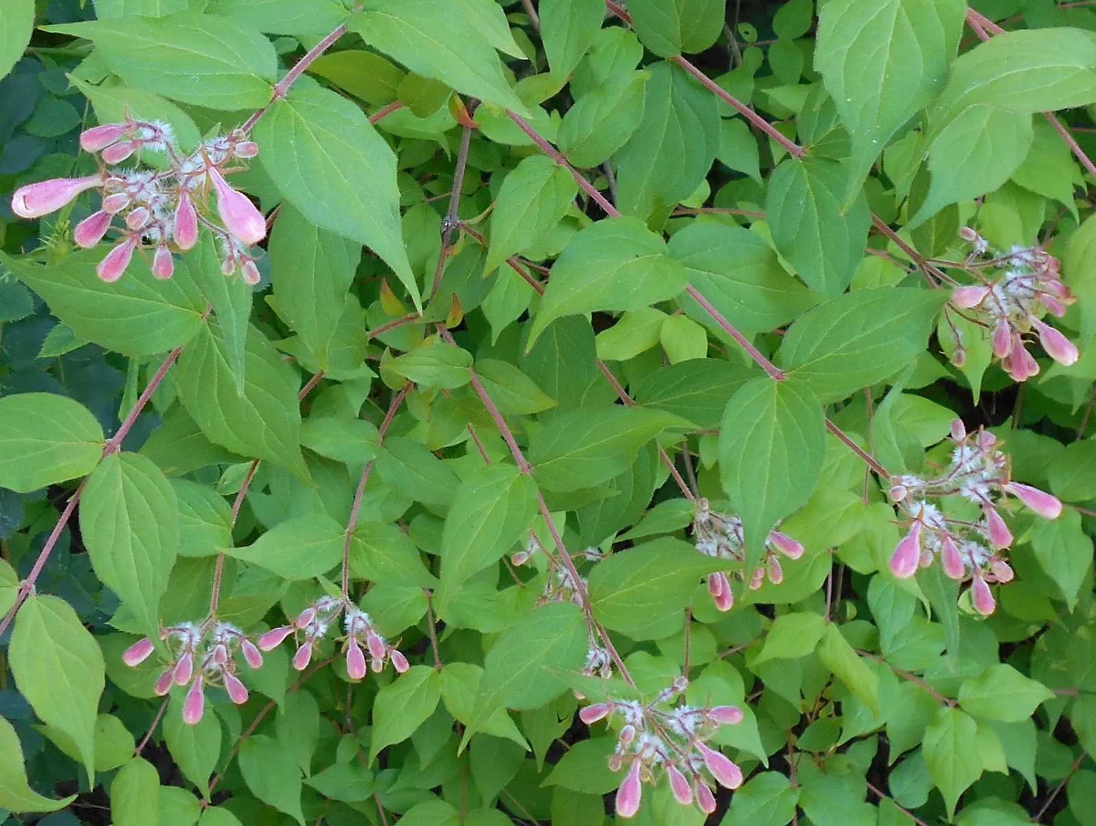 Beauty Bush (Kolkwitzia Amabilis) — it thrives best in well-drained loams and requires moderate watering; noted for its profuse spring blooms, it bears pink
