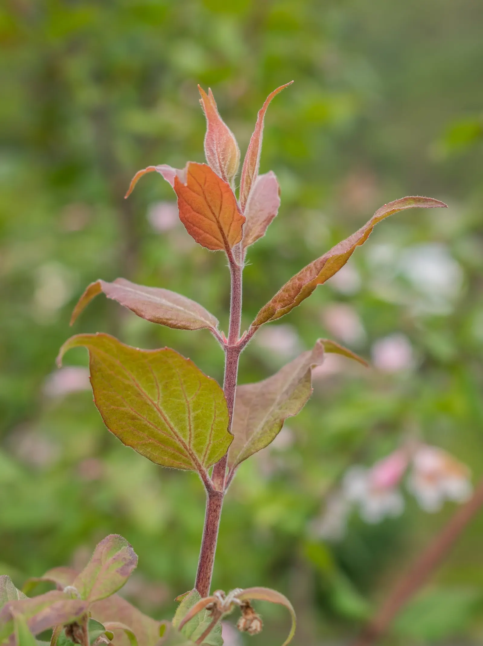Beauty Bush (Kolkwitzia Amabilis) — making them an eye-catching feature.<br><br>Post-floraison; with more frequency in extreme heat.<br><br>Given, image 123