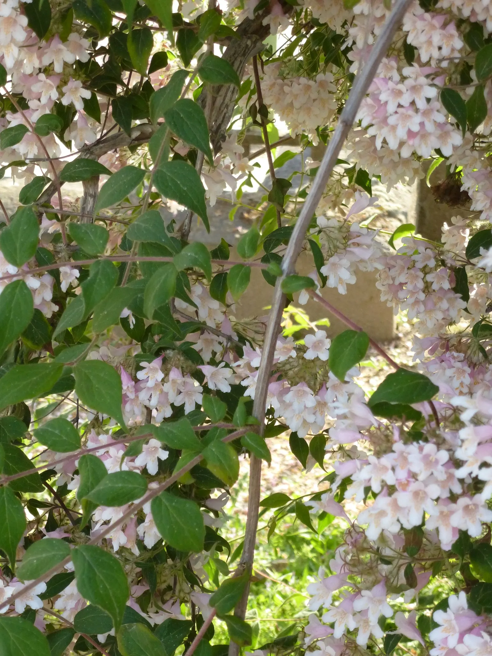 Beauty Bush (Kolkwitzia Amabilis) — Noted for its profuse spring blooms, it bears pink, bell-shaped flowers with a yellow throat; arranged opposite, image 110