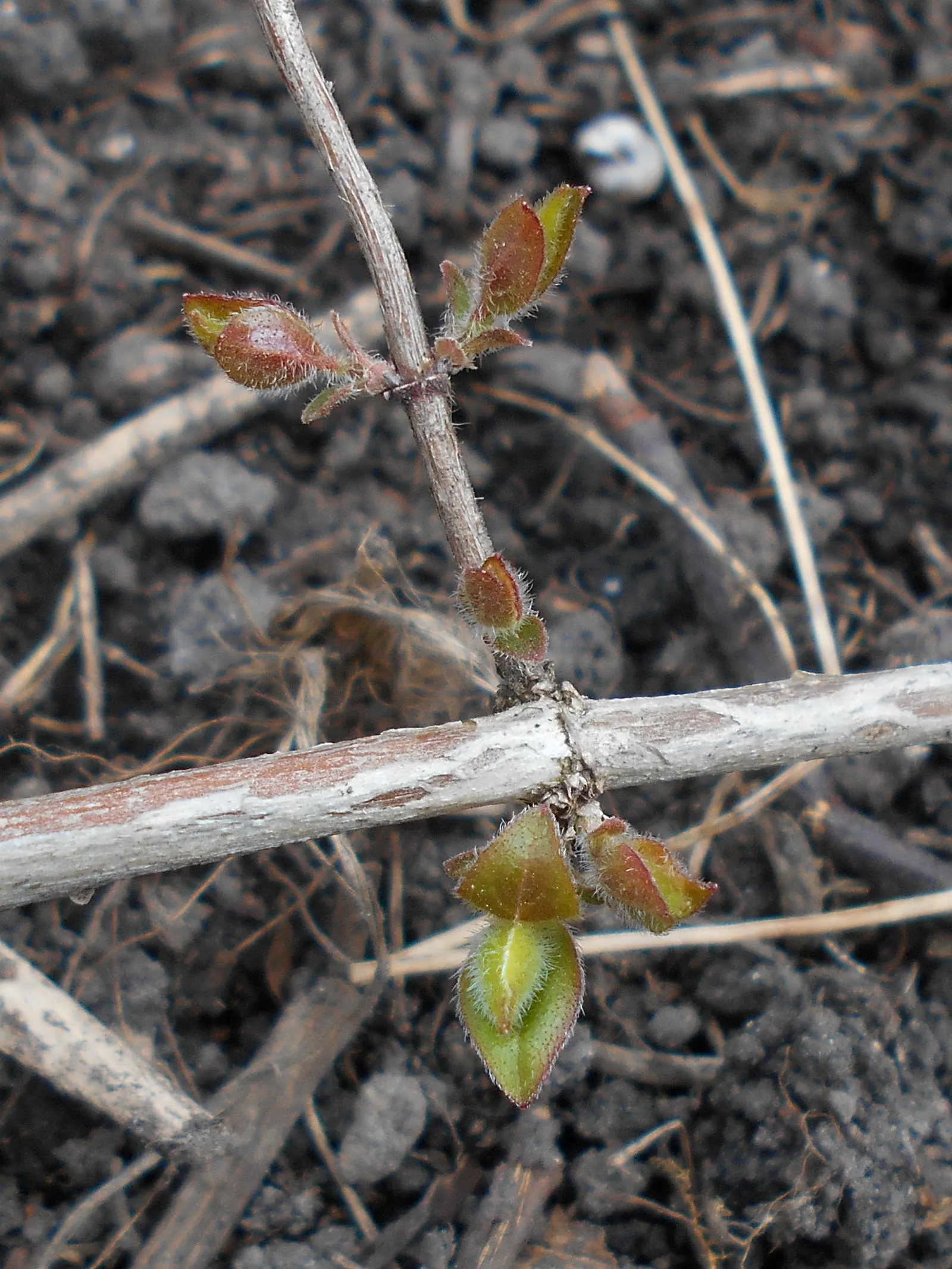 Beauty Bush (Kolkwitzia Amabilis) — or as a backdrop for perennial flower beds, image 77