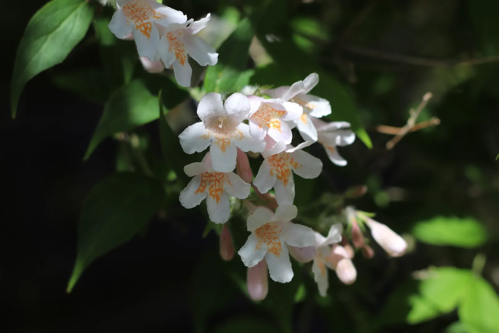Beauty Bush (Kolkwitzia Amabilis) — it typically reaches a mature size of 6 to 10 feet in height and spreads equally wide to 6 to 10 feet; shrub, image 89