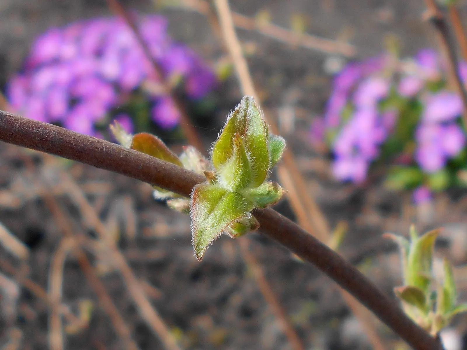 Beauty Bush (Kolkwitzia Amabilis) — Kolkwitzia amabilis functions well as a specimen plant; beauty Bush produces a subtle
