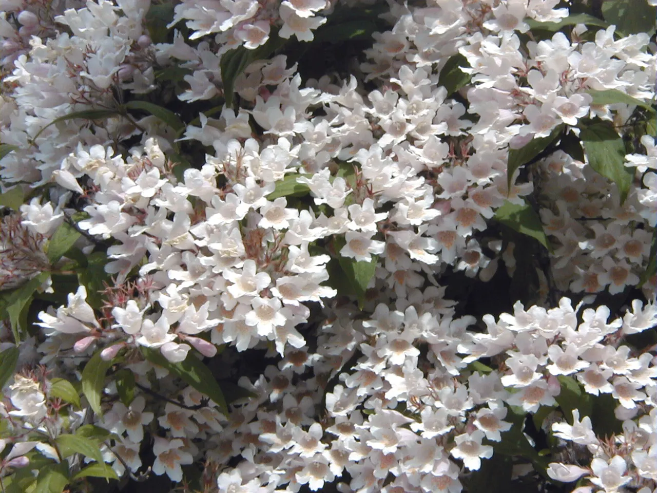 Beauty Bush (Kolkwitzia Amabilis) — making them an eye-catching feature.<br><br>Post-floraison; with more frequency in extreme heat.<br><br>Given, image 69