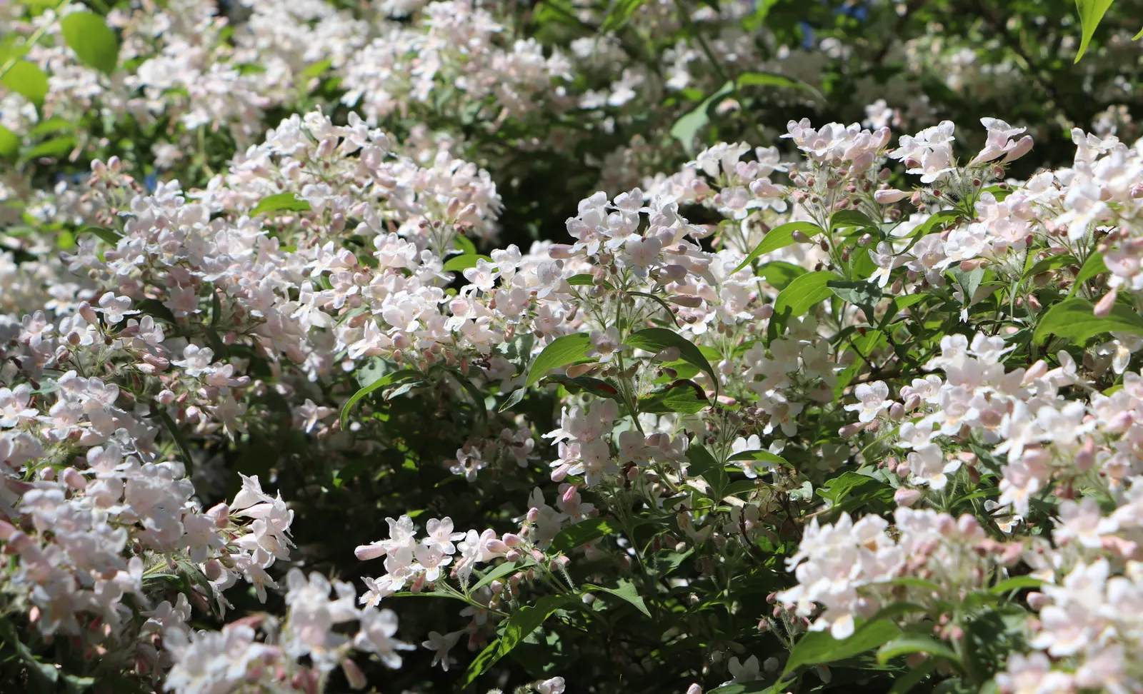 Beauty Bush (Kolkwitzia Amabilis) — shrub with multi-colored and pink and white blooms; textured display with its peeling, image 80