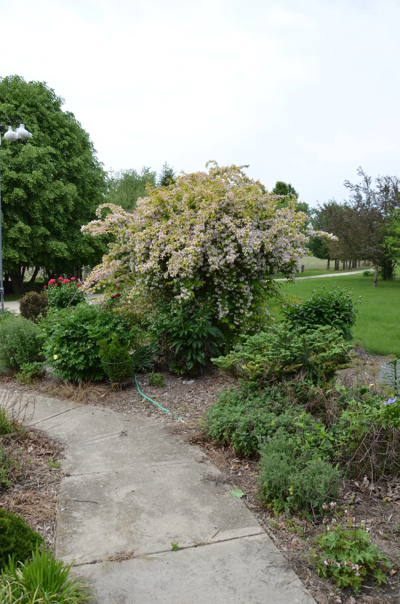 Beauty Bush (Kolkwitzia Amabilis) — Noted for its profuse spring blooms, it bears pink, bell-shaped flowers with a yellow throat; arranged opposite, image 83