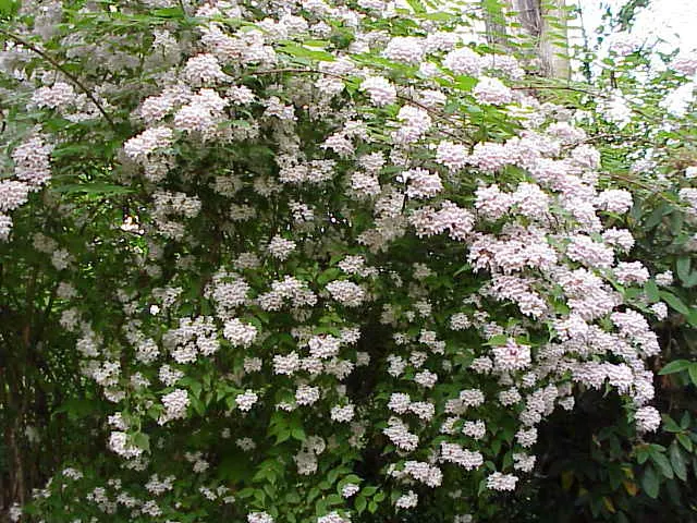 Beauty Bush (Kolkwitzia Amabilis) — Kolkwitzia amabilis, commonly called Beauty Bush, is a deciduous shrub reaching 6-10 ft in height and spread, image 55