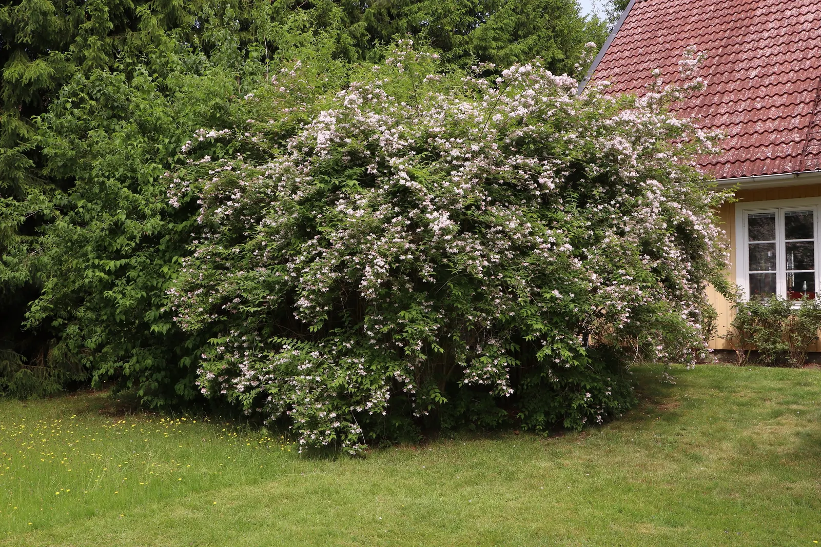 Beauty Bush (Kolkwitzia Amabilis) — Kolkwitzia amabilis functions well as a specimen plant; beauty Bush produces a subtle, image 76