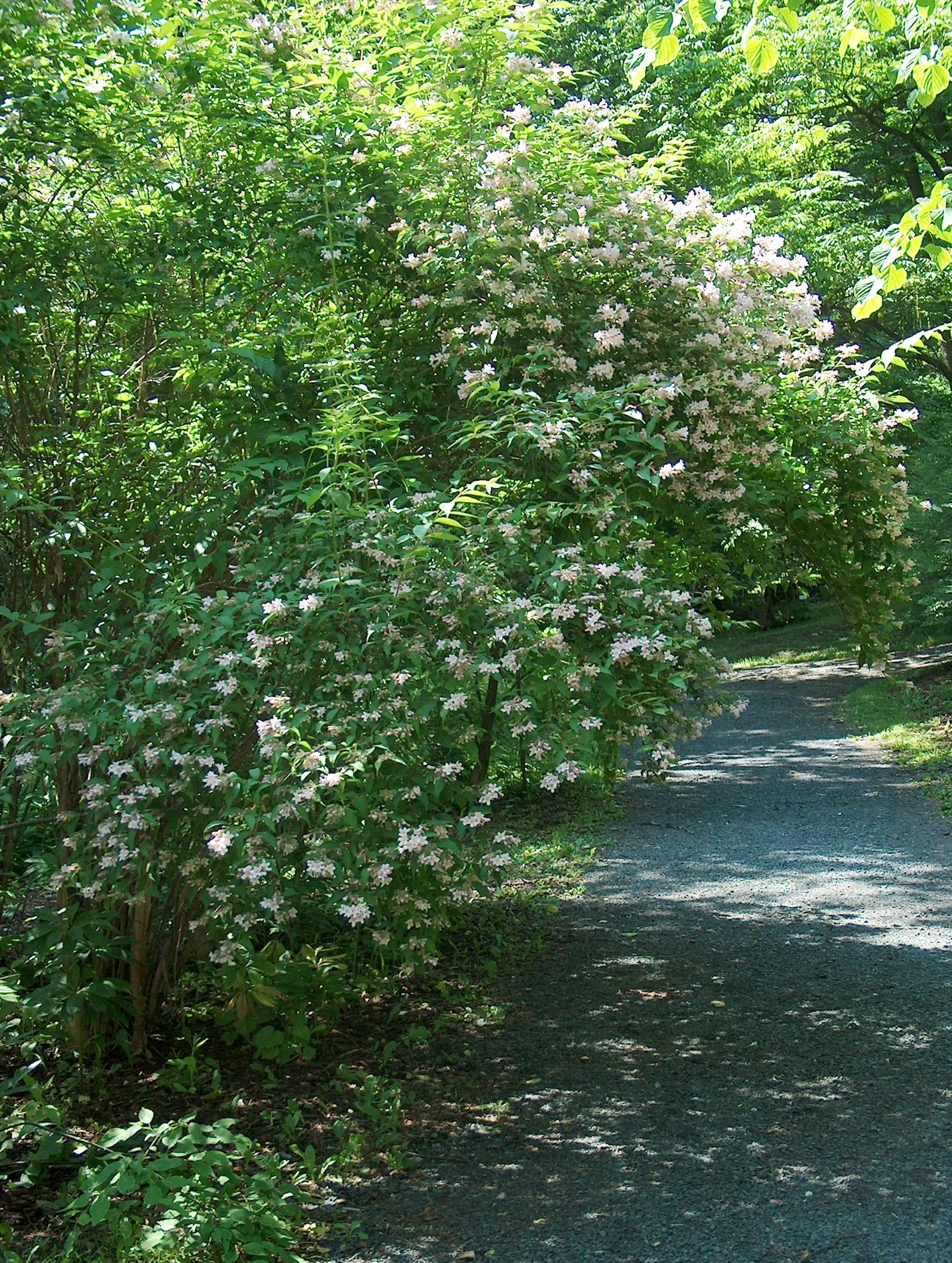 Beauty Bush (Kolkwitzia Amabilis) — arranged opposite one another; it thrives best in well-drained loams and requires moderate watering, image 119