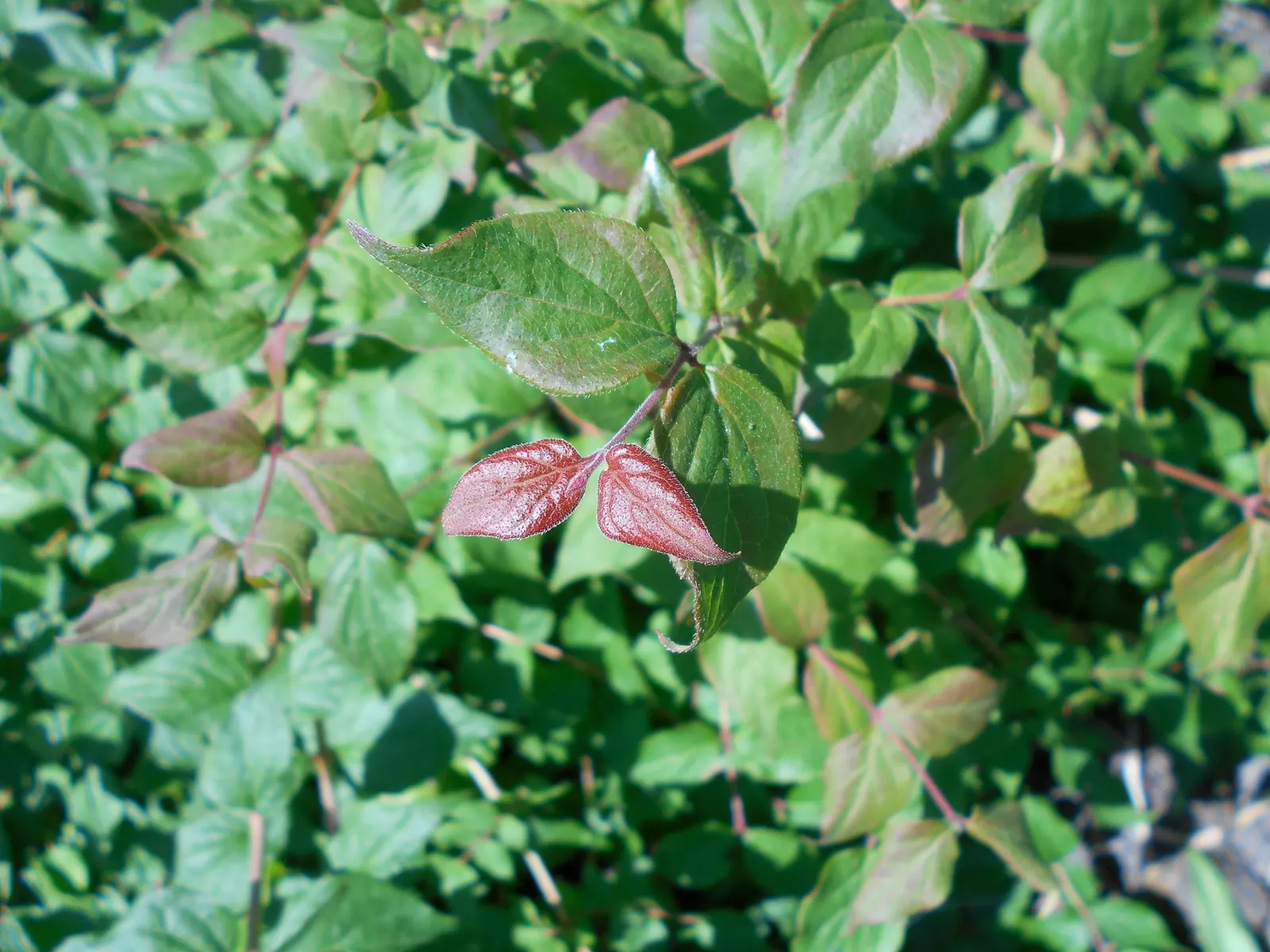 Beauty Bush (Kolkwitzia Amabilis) — textured display with its peeling; it typically reaches a mature size of 6 to 10 feet in height and spreads, image 98