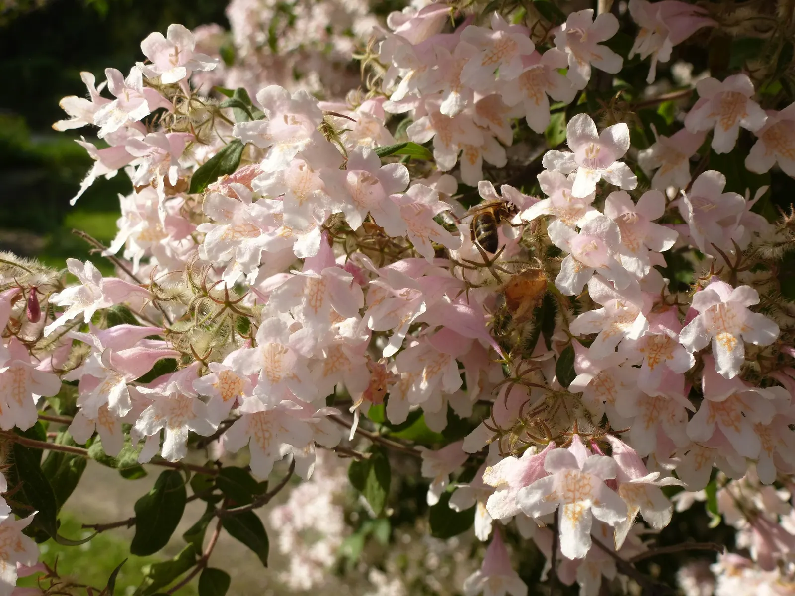 Beauty Bush (Kolkwitzia Amabilis) — It adds a whimsical charm to mixed borders and informal hedge settings, image 113