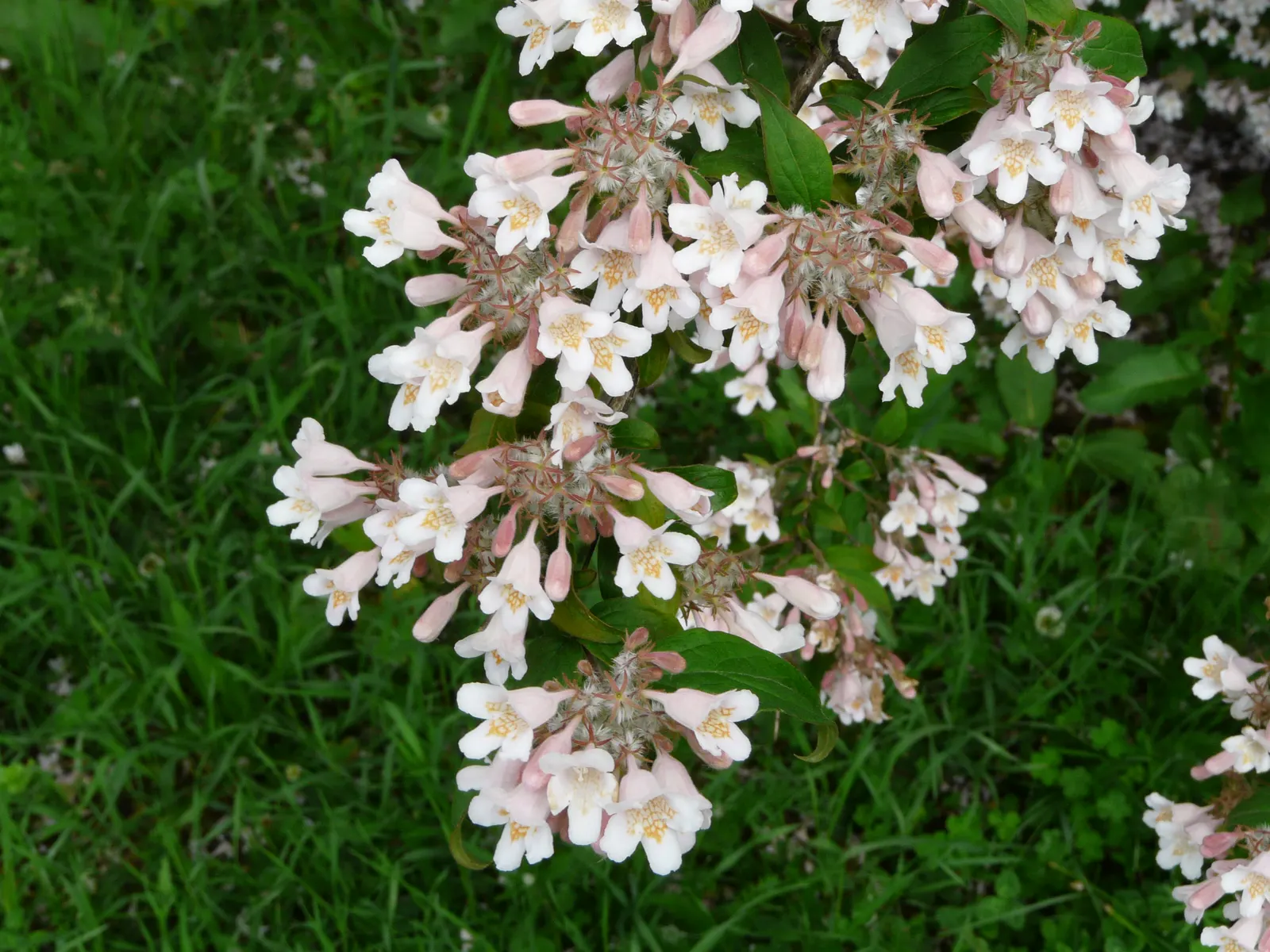 Beauty Bush (Kolkwitzia Amabilis) — with more frequency in extreme heat.<br><br>Given its size and ornamental qualities; vase-like silhouette that, image 75