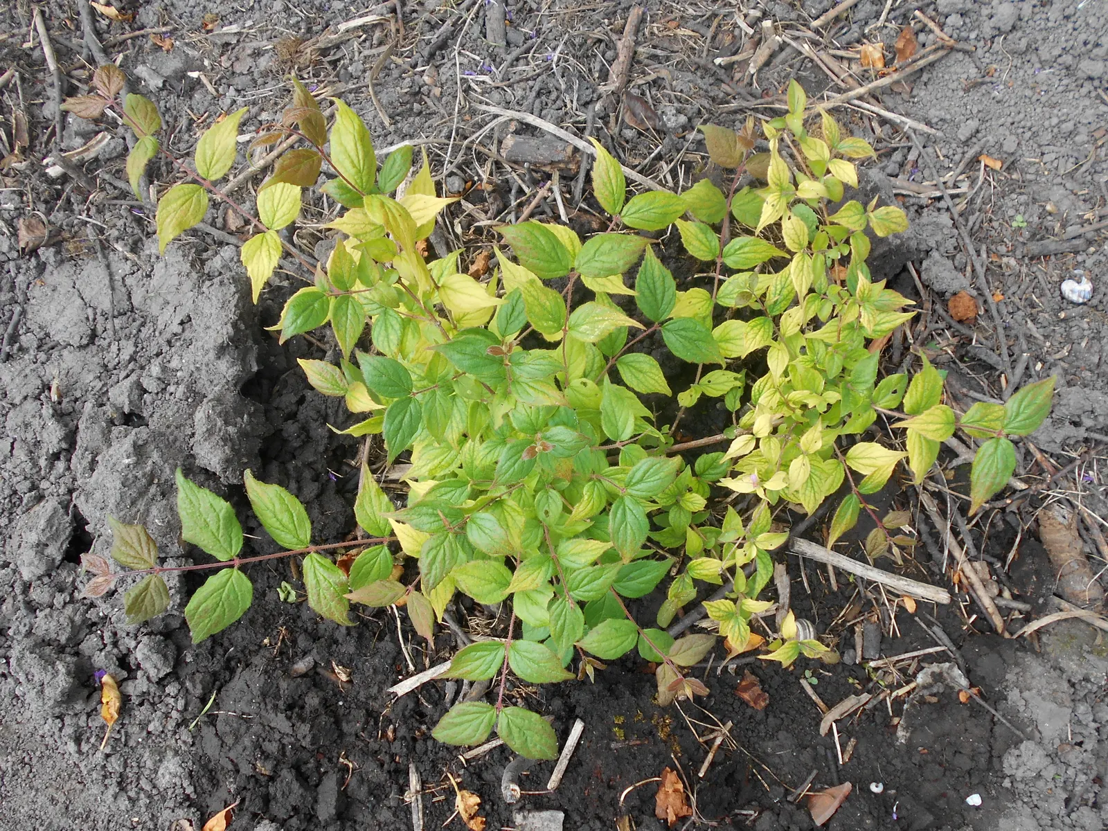 Beauty Bush (Kolkwitzia Amabilis) — textured display with its peeling; it typically reaches a mature size of 6 to 10 feet in height and spreads equally wide to