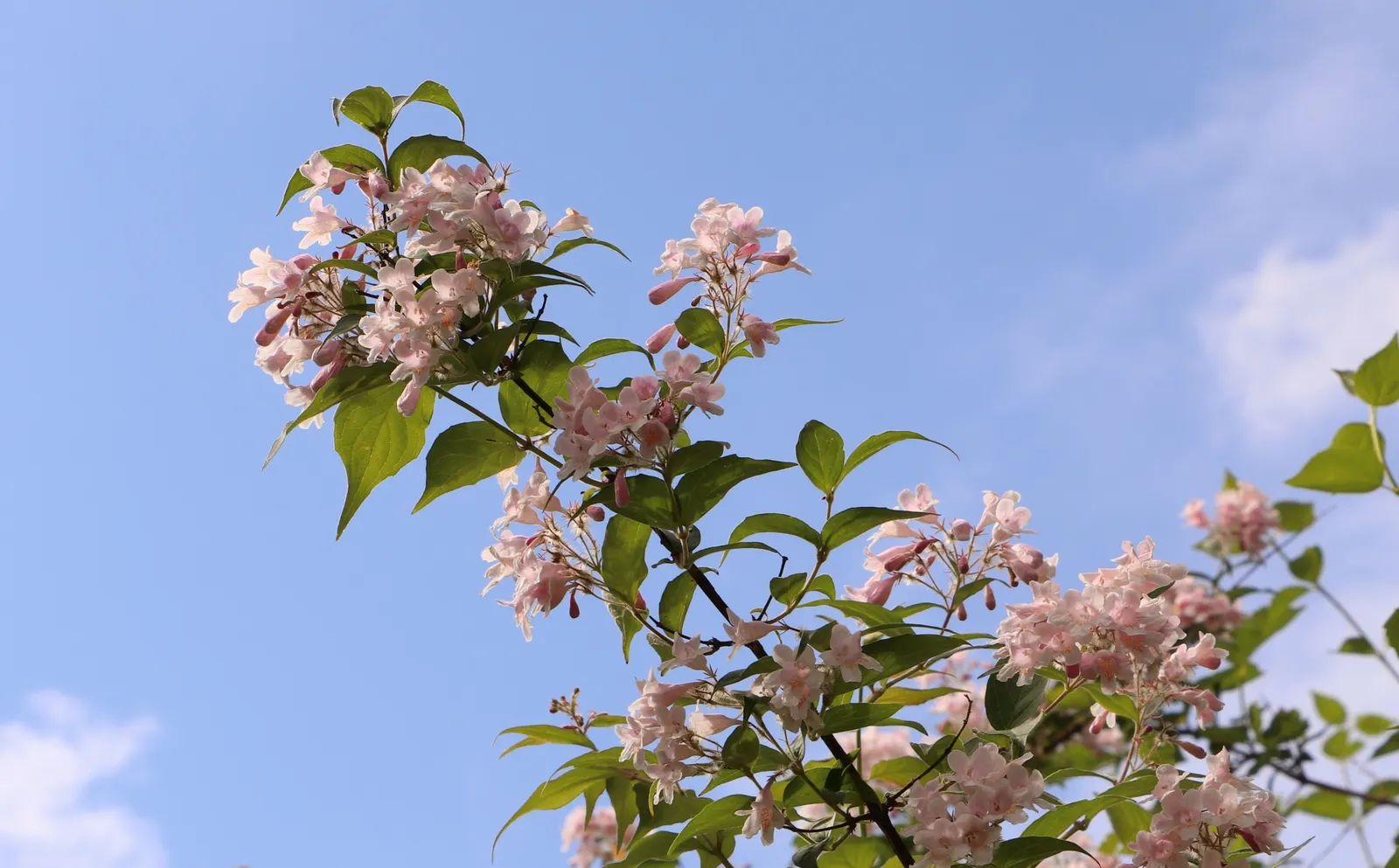 Beauty Bush (Kolkwitzia Amabilis) — arranged opposite one another; it thrives best in well-drained loams and requires moderate watering, image 92