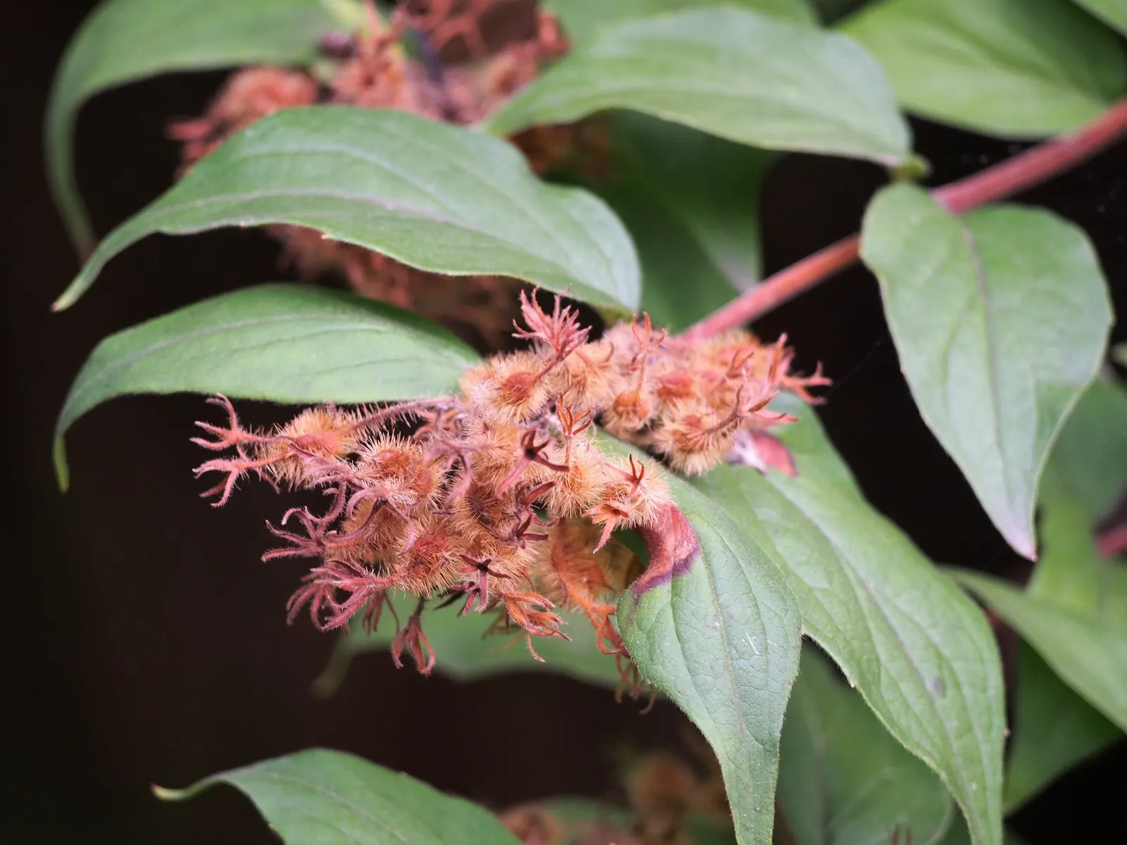 Beauty Bush (Kolkwitzia Amabilis) — Noted for its profuse spring blooms, it bears pink, bell-shaped flowers with a yellow throat; arranged opposite, image 56