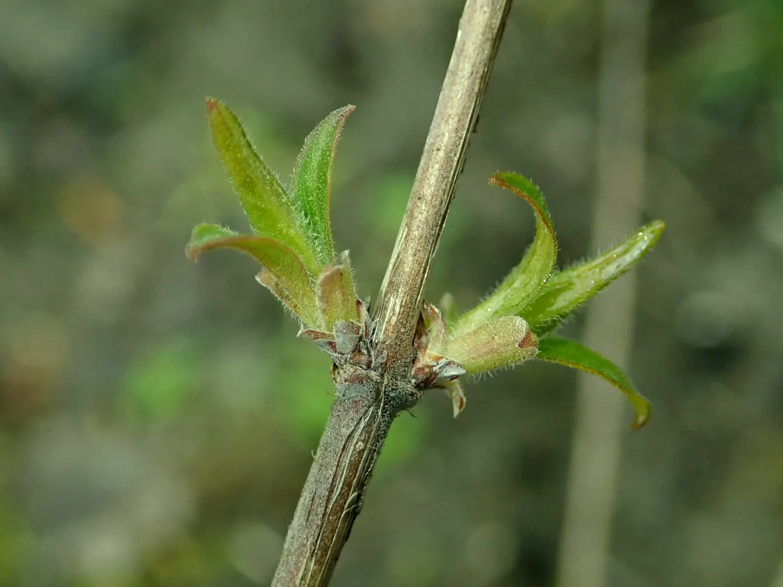 Beauty Bush (Kolkwitzia Amabilis) — capsule-like fruit that provides autumn interest; making them an eye-catching feature.<br><br>Post-floraison
