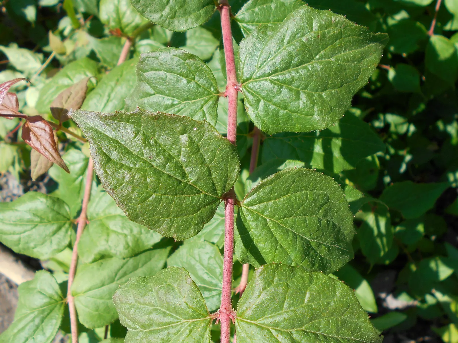 Beauty Bush (Kolkwitzia Amabilis) — are its blooms: In late spring to early summer; offers a delightful springtime spectacle in any garden