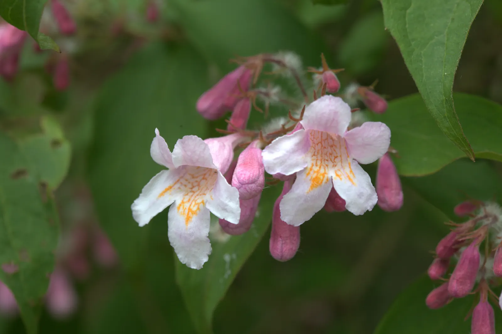 Beauty Bush (Kolkwitzia Amabilis) — vase-like silhouette that can contribute to a graceful layering in landscape design; scientifically named Kolkwitzia