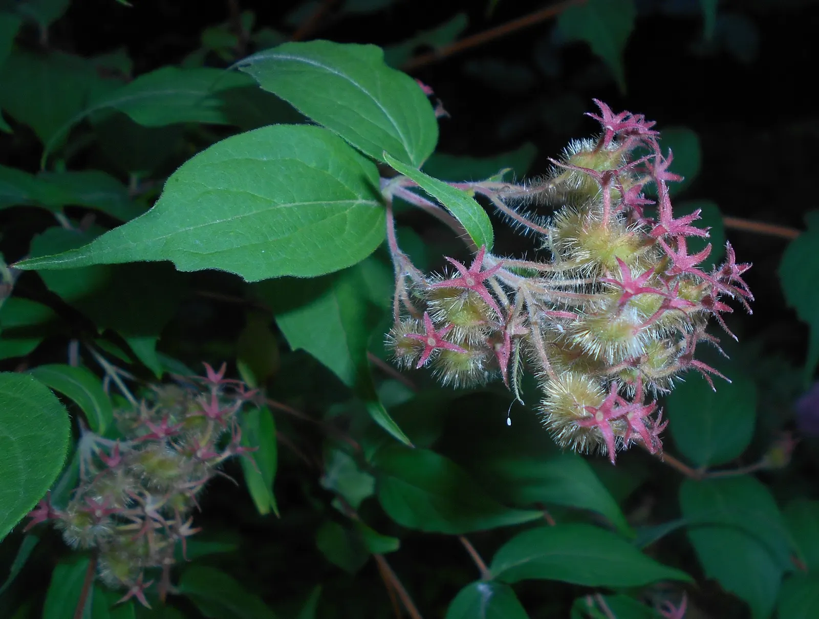 Beauty Bush (Kolkwitzia Amabilis) — It adds a whimsical charm to mixed borders and informal hedge settings, image 59