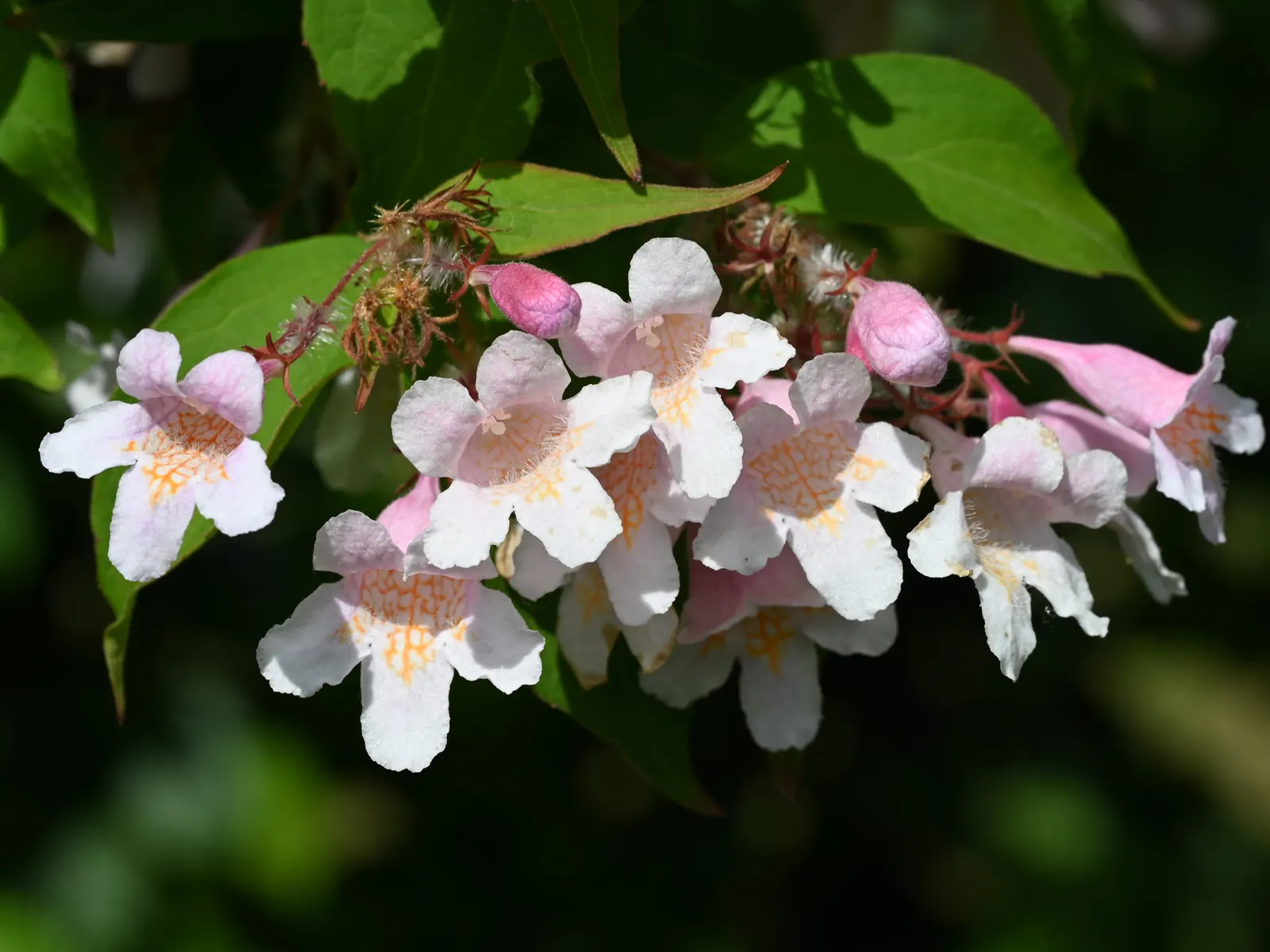Beauty Bush (Kolkwitzia Amabilis) — It adds a whimsical charm to mixed borders and informal hedge settings, image 32