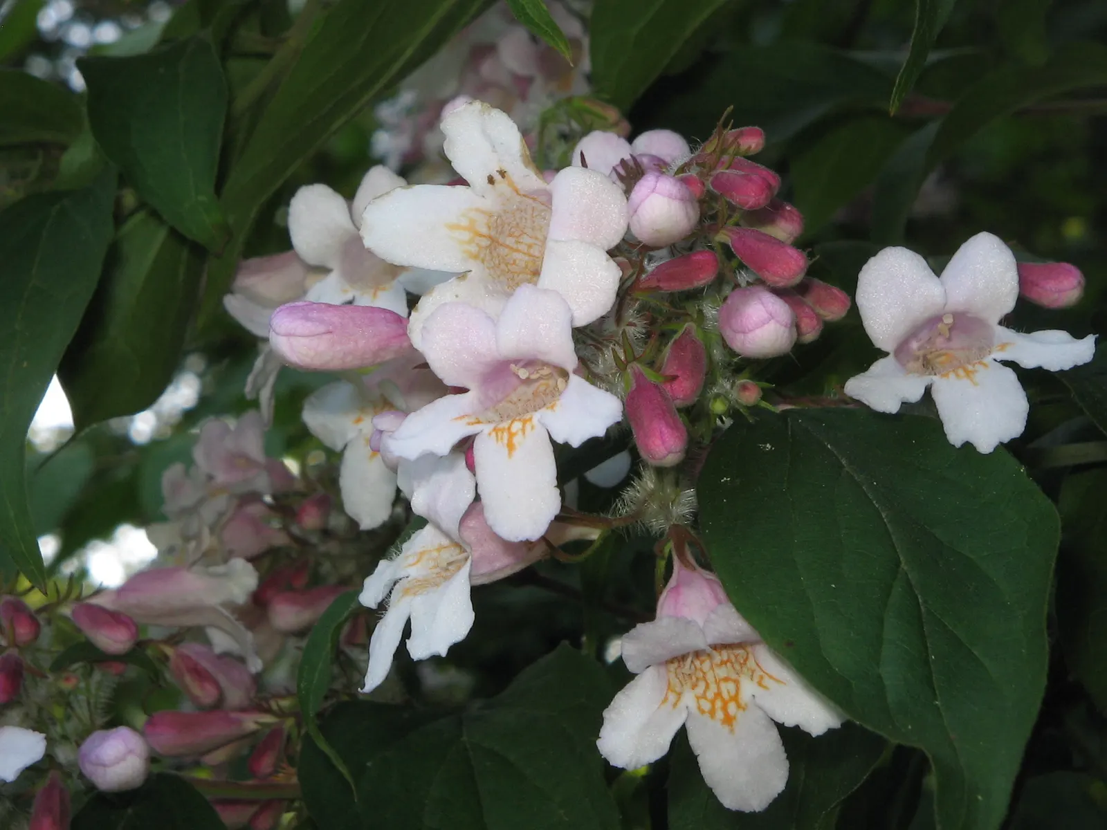 Beauty Bush (Kolkwitzia Amabilis) — Its easy-care, low-maintenance character allows homeowners to enjoy its beauty with minimal effort; this, image 78