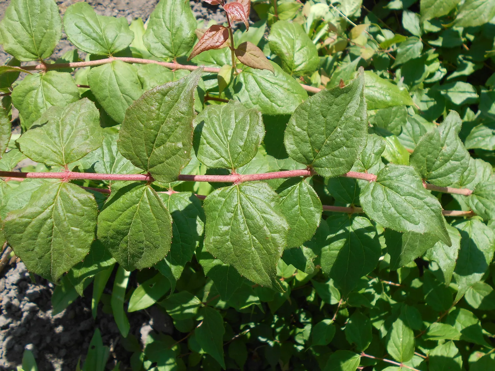 Beauty Bush (Kolkwitzia Amabilis) — multi-colored and pink and white flowers in the garden; this East Asian native is hardy in USDA zones 4 through