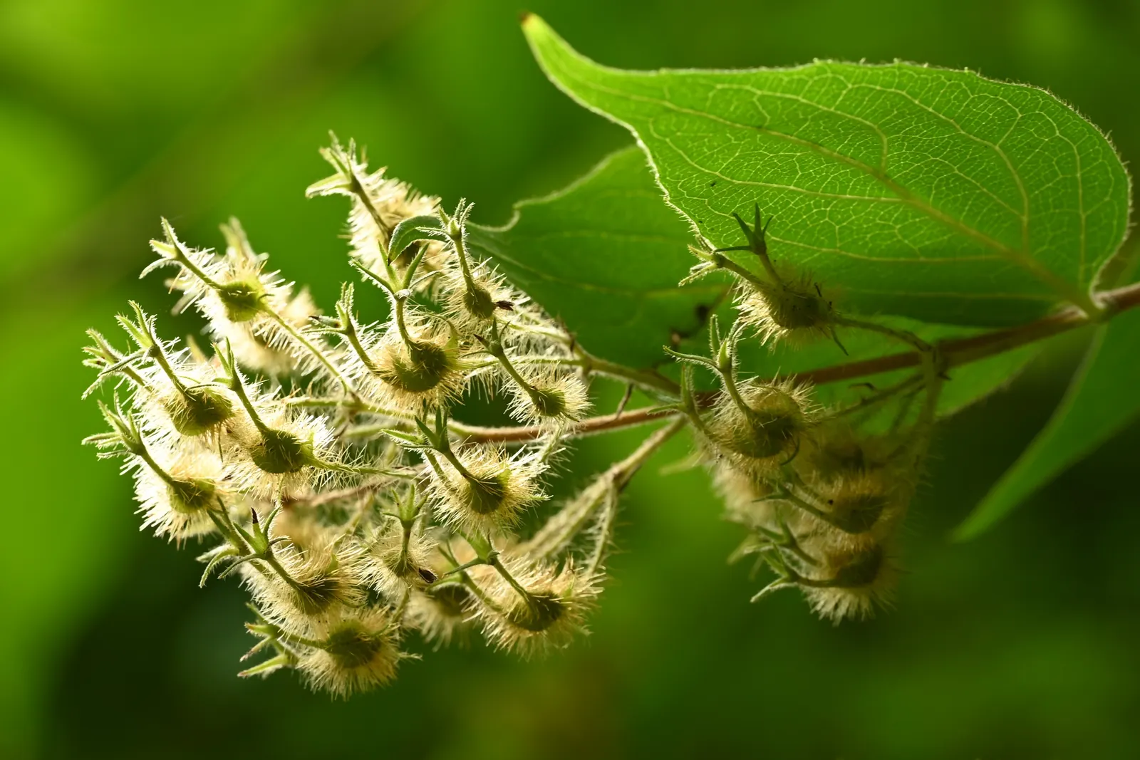 Beauty Bush (Kolkwitzia Amabilis) — offers a delightful springtime spectacle in any garden; with a preference for full sun to light shade, image 61