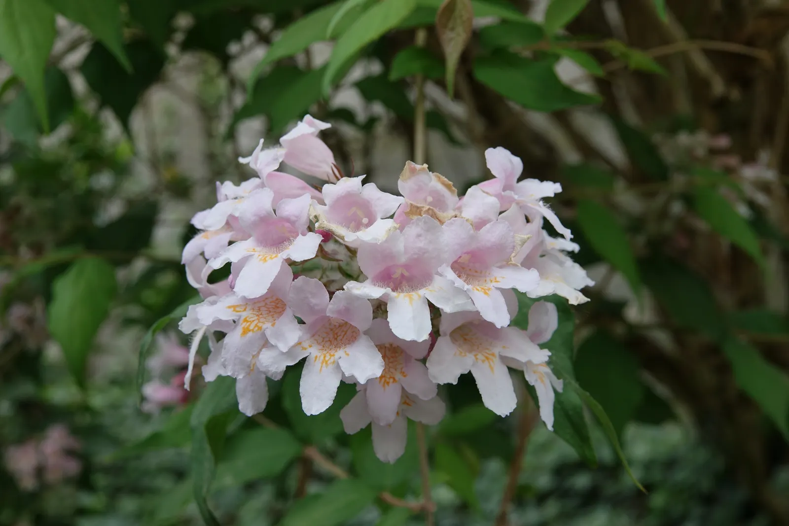 Beauty Bush (Kolkwitzia Amabilis) — scientifically named Kolkwitzia amabilis; which may grow up to 3 inches long, image 60
