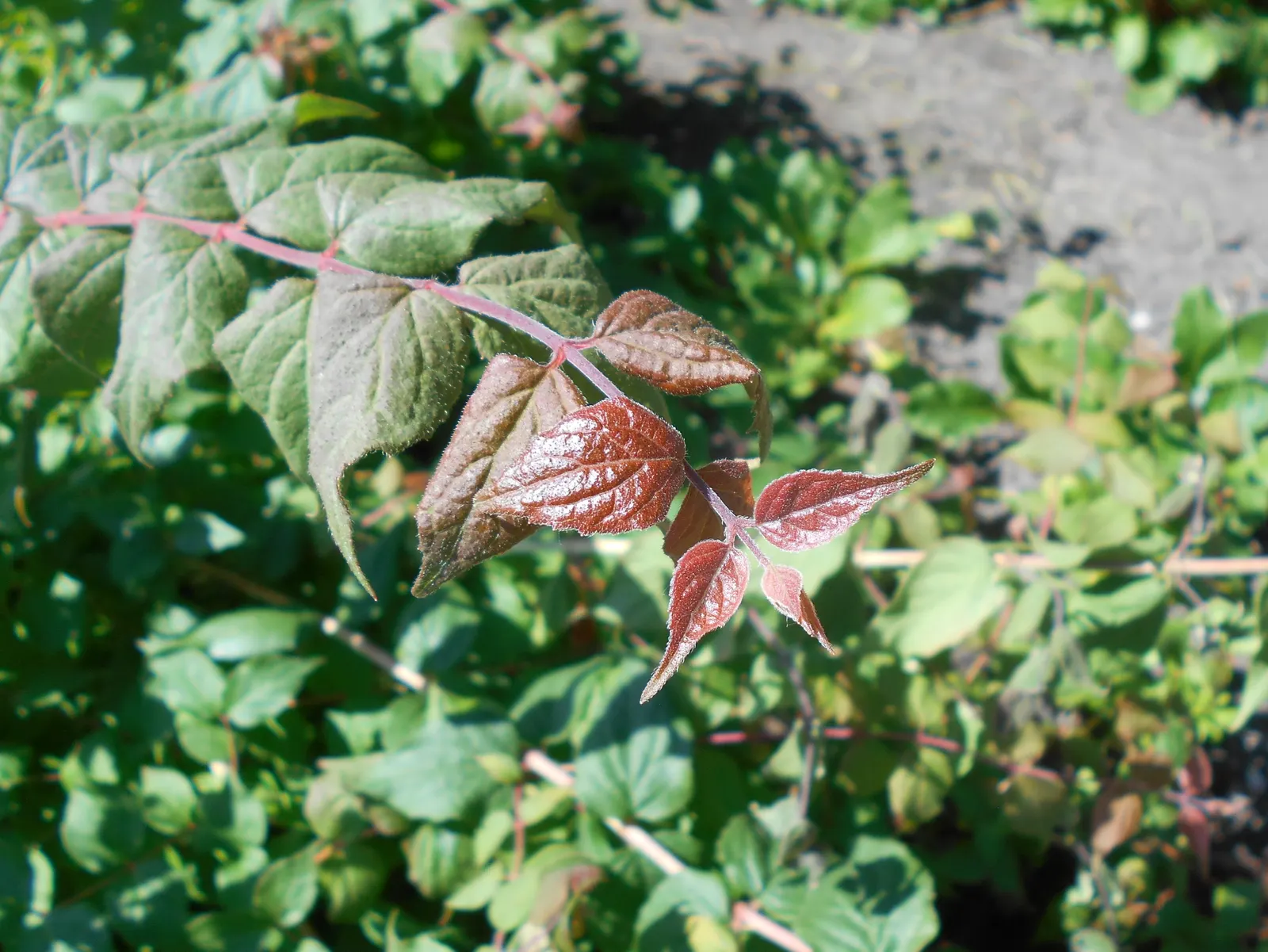Beauty Bush (Kolkwitzia Amabilis) — shrub for full or half; its easy-care, low-maintenance character allows homeowners to enjoy its beauty with minimal effort