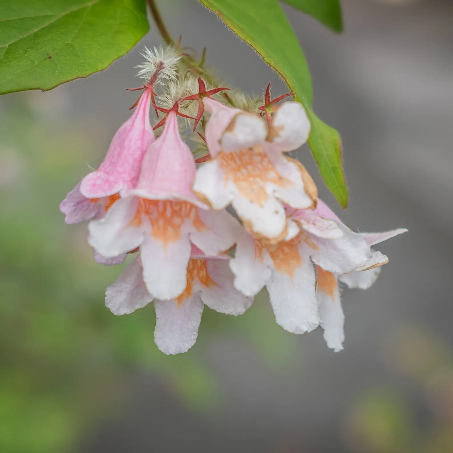 Beauty Bush (Kolkwitzia Amabilis) — which may grow up to 3 inches long; shrub for full or half