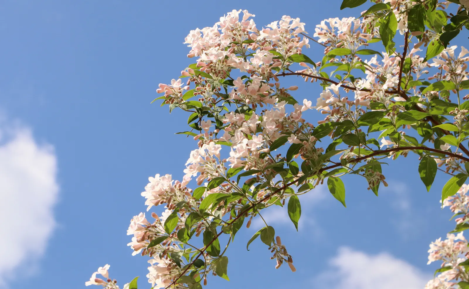 Beauty Bush (Kolkwitzia Amabilis) — These flowers adorn the arching branches in profusion, image 95