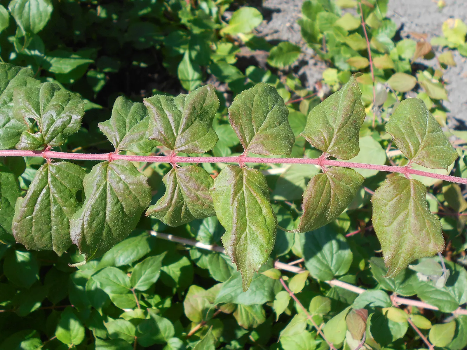 Beauty Bush (Kolkwitzia Amabilis) — arranged opposite one another; it thrives best in well-drained loams and requires moderate watering