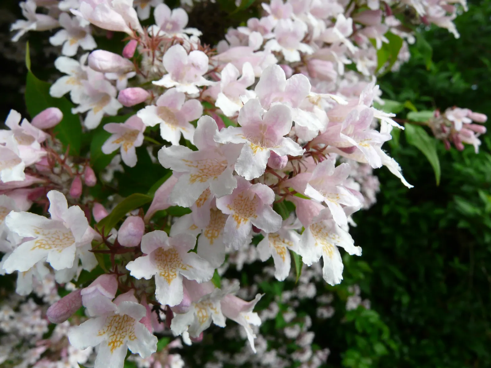 Beauty Bush (Kolkwitzia Amabilis) — Its easy-care, low-maintenance character allows homeowners to enjoy its beauty with minimal effort; this, image 105