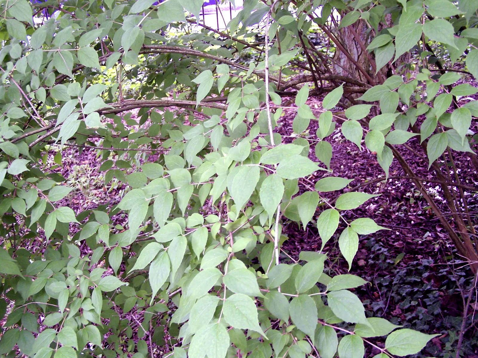 Beauty Bush (Kolkwitzia Amabilis) — This East Asian native is hardy in USDA zones 4 through 8.<br><br>Its foliage consists of simple leaves; are, image 118