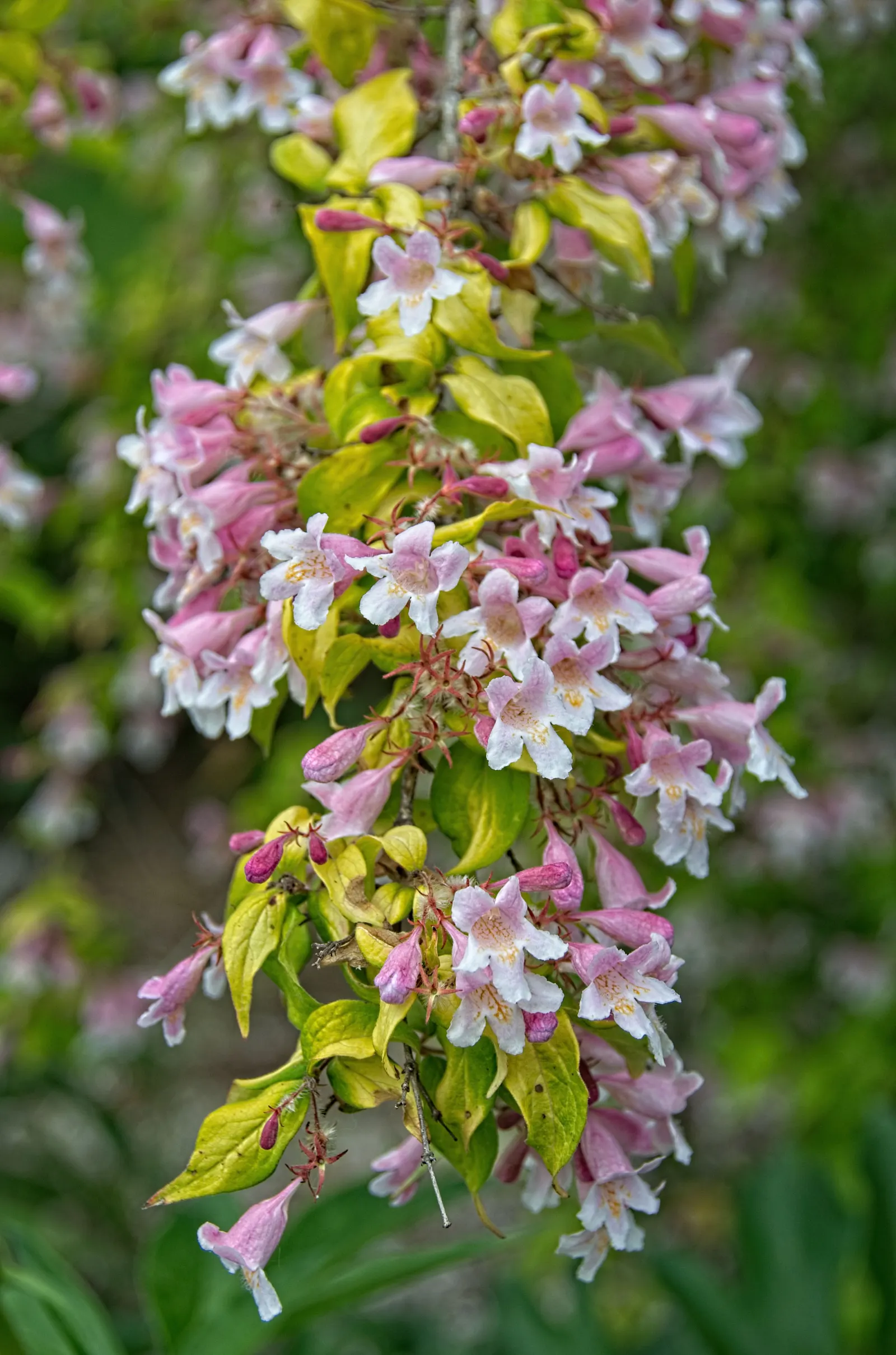 Beauty Bush (Kolkwitzia Amabilis) — multi-colored and pink and white flowers in the garden; this East Asian native is hardy in USDA zones 4 through, image 79