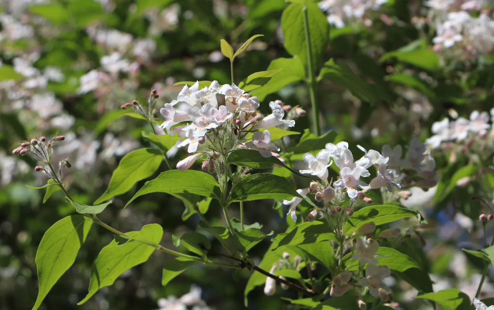 Beauty Bush (Kolkwitzia Amabilis) — are its blooms: In late spring to early summer; offers a delightful springtime spectacle in any garden, image 94