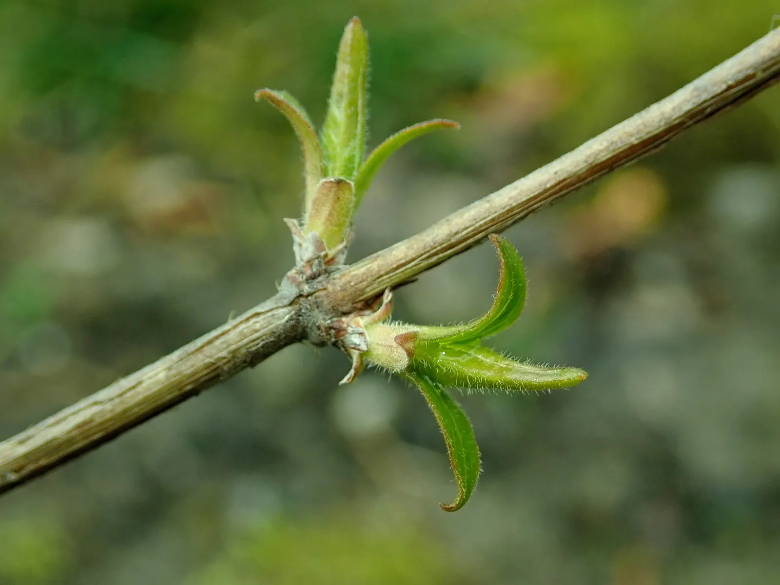 Beauty Bush (Kolkwitzia Amabilis) — Its easy-care, low-maintenance character allows homeowners to enjoy its beauty with minimal effort; this arching plant